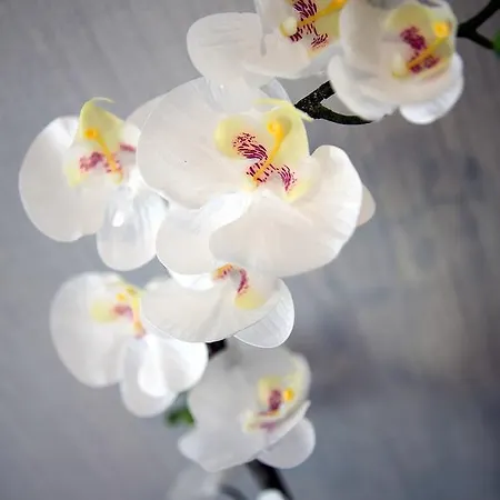 Softly