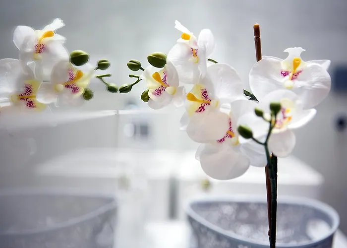 Softly 4* בידגוז'יז'